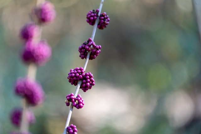 Photo by Luke Scarpino on Unsplash